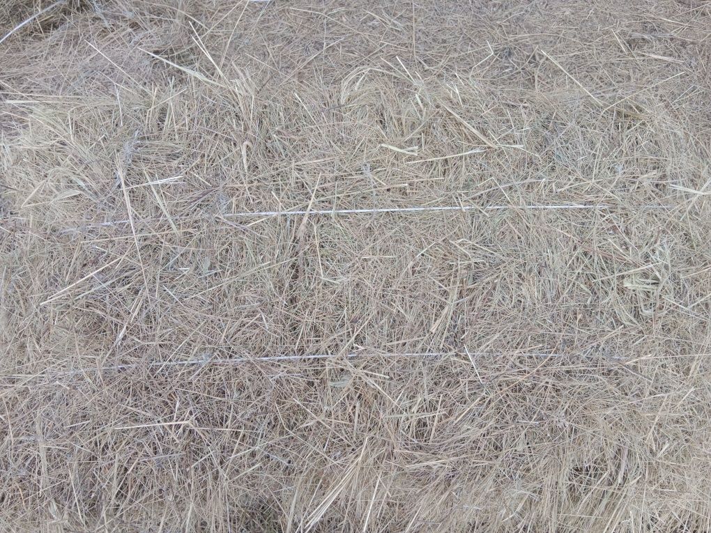 Көк шөп сатылады.