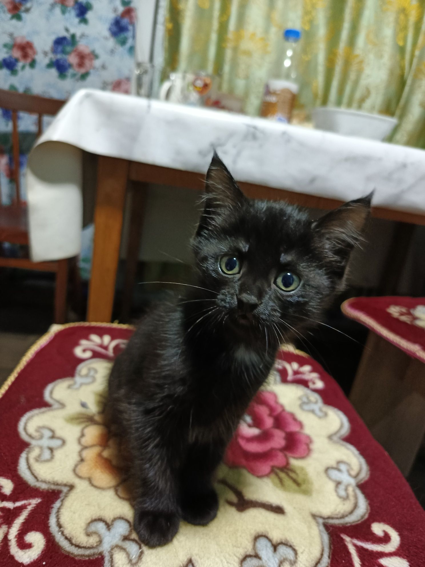 Отдам котёнка девочка