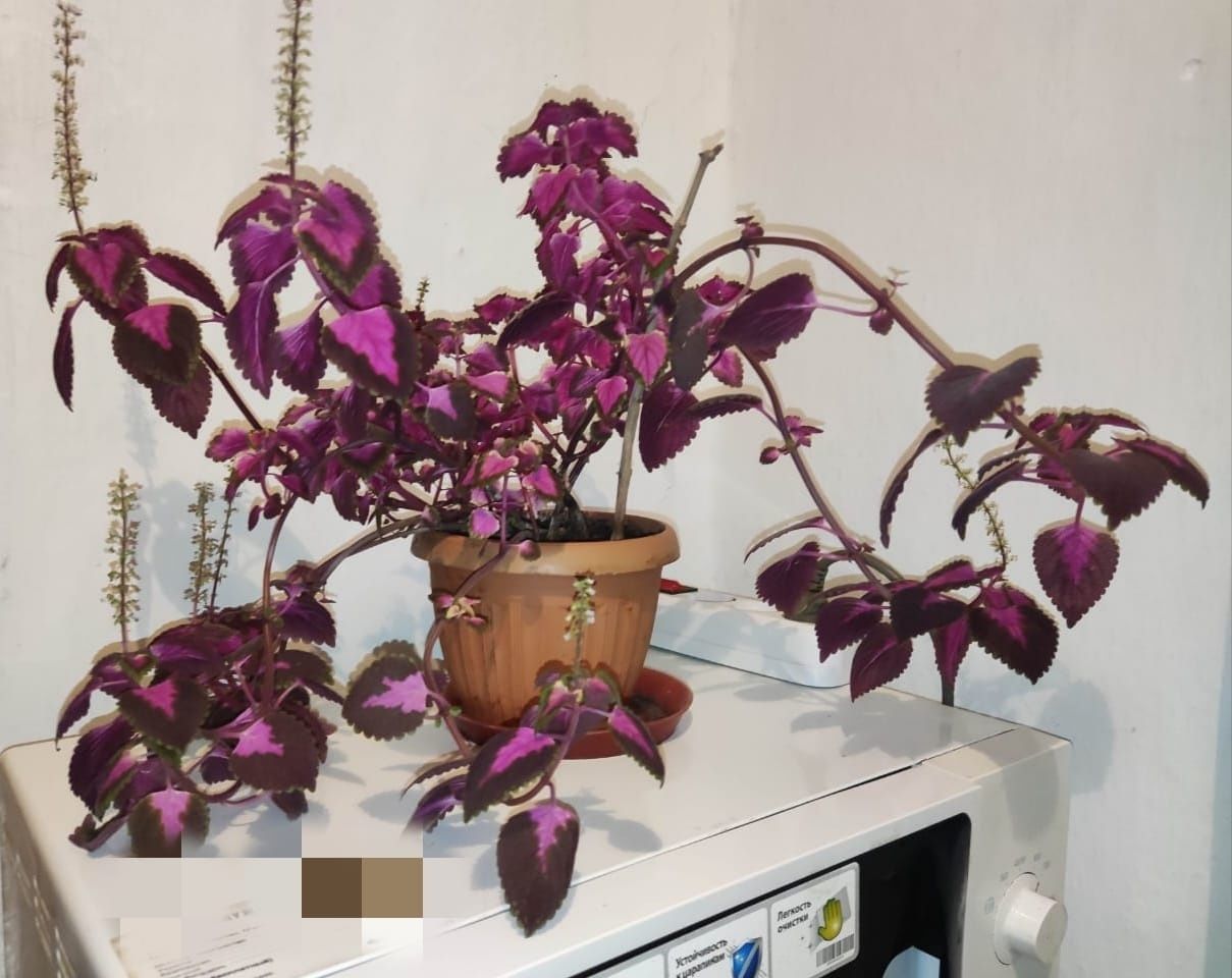 Продам отростки - Хойя карноза и другие