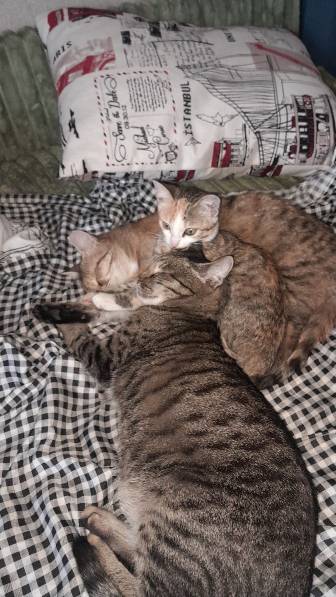 Дарю котёнка!         .