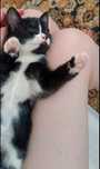 Котенок девочка)