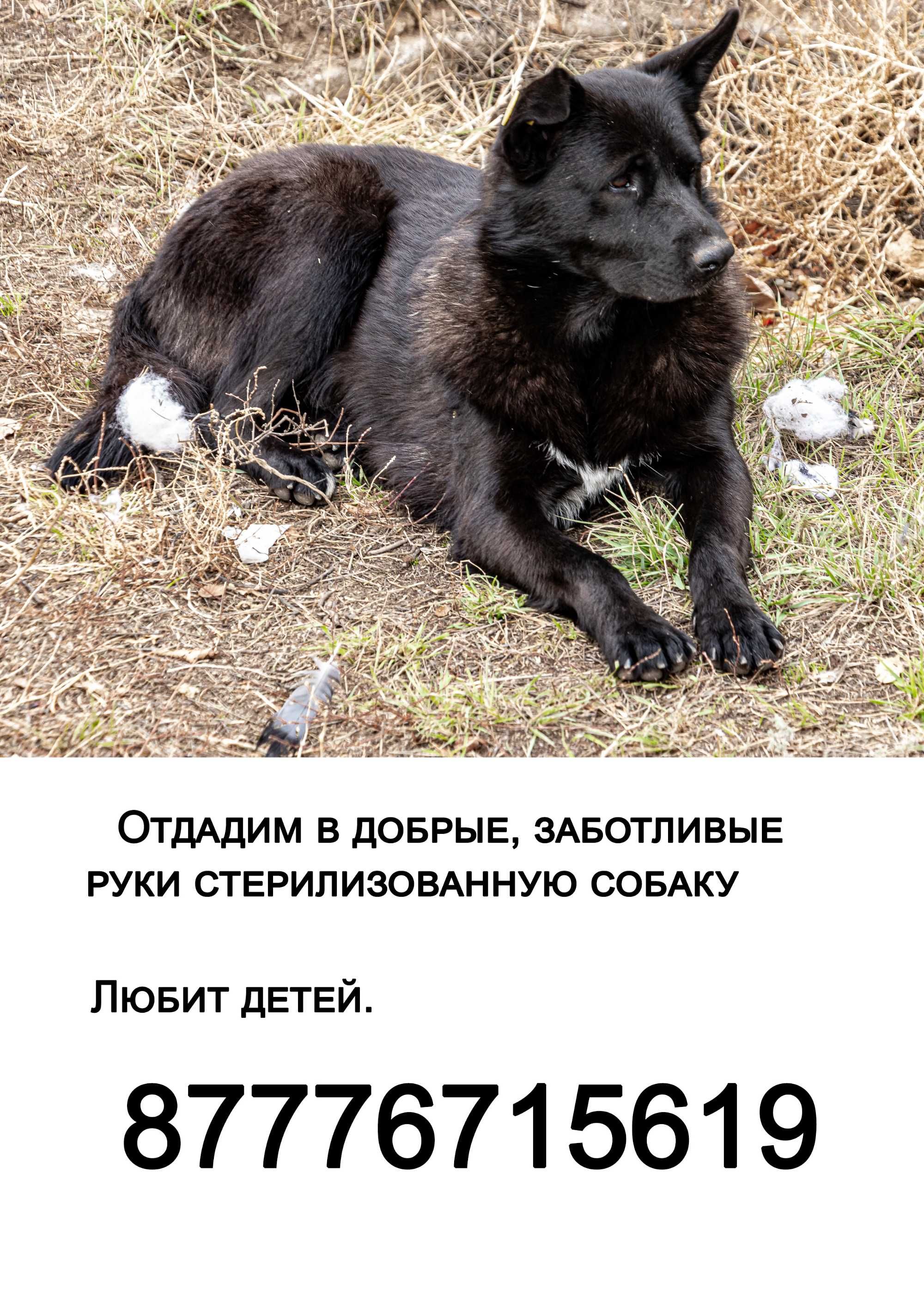Отдадим в хорошие, добрые руки собак.