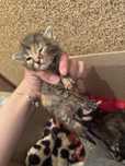 Отдам добрые руки котят 1 месяц