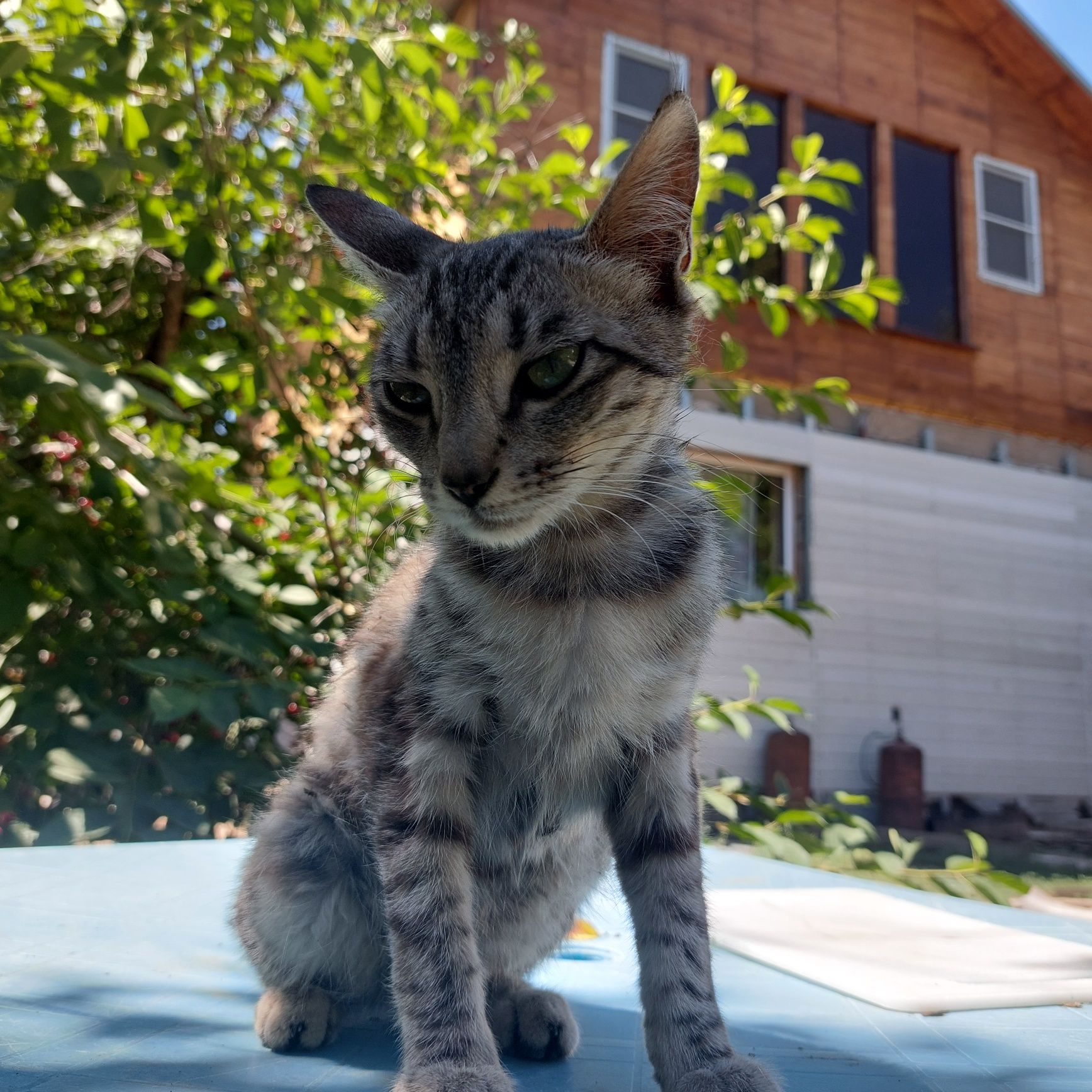 Кошка,добрая,ласковая ,нуждается в защите и добрых руках