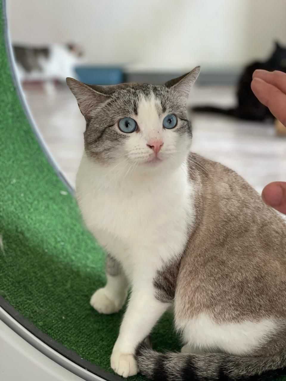 Кошечки и котик в добрые руки
