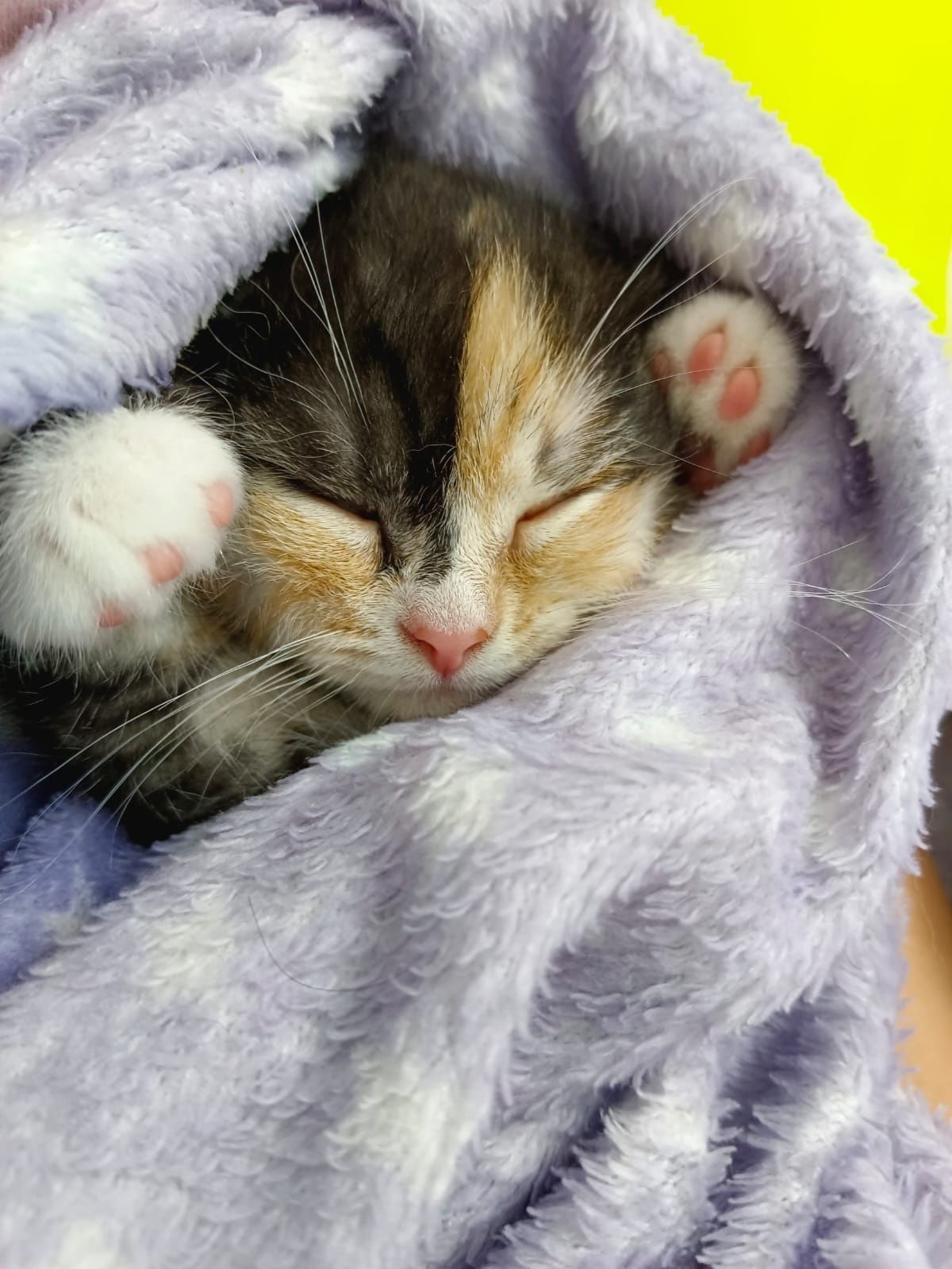 Котята бесплатно