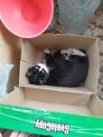 Бесплатно кошечку мышелова
