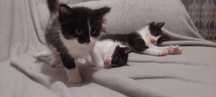 Котят в хорошие руки