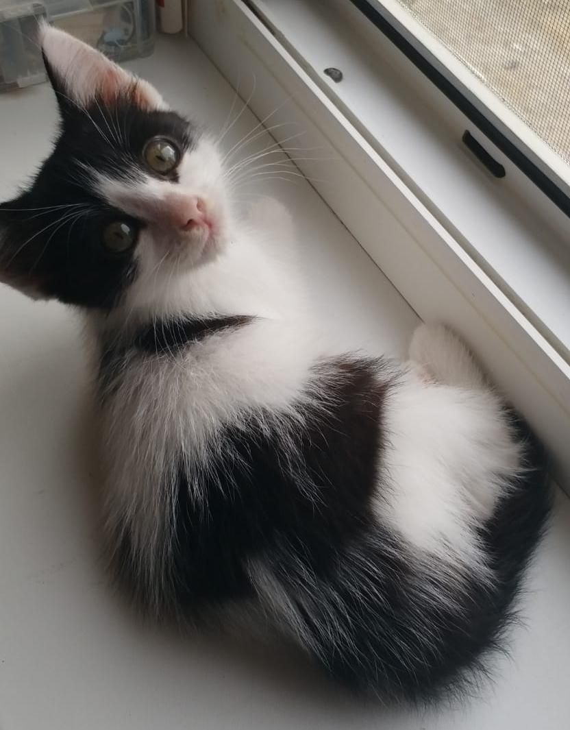 Котёнок отдам в добрые руки