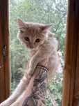 Котенок бесплатно