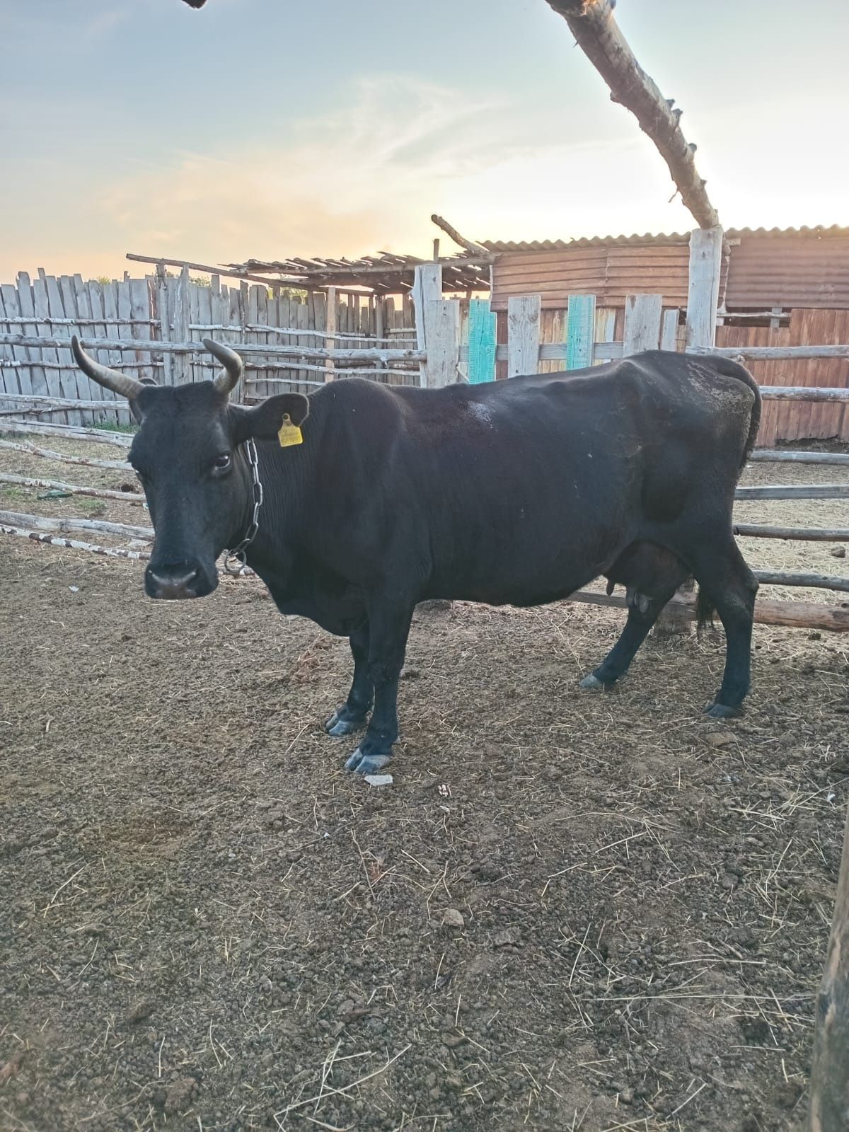 Продам 2х дойных коров.5 и 8 отел.