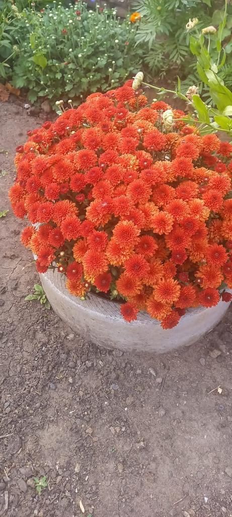 Продаем дачу в обществе Мичуринец