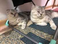 Кот на вязку вислоухие