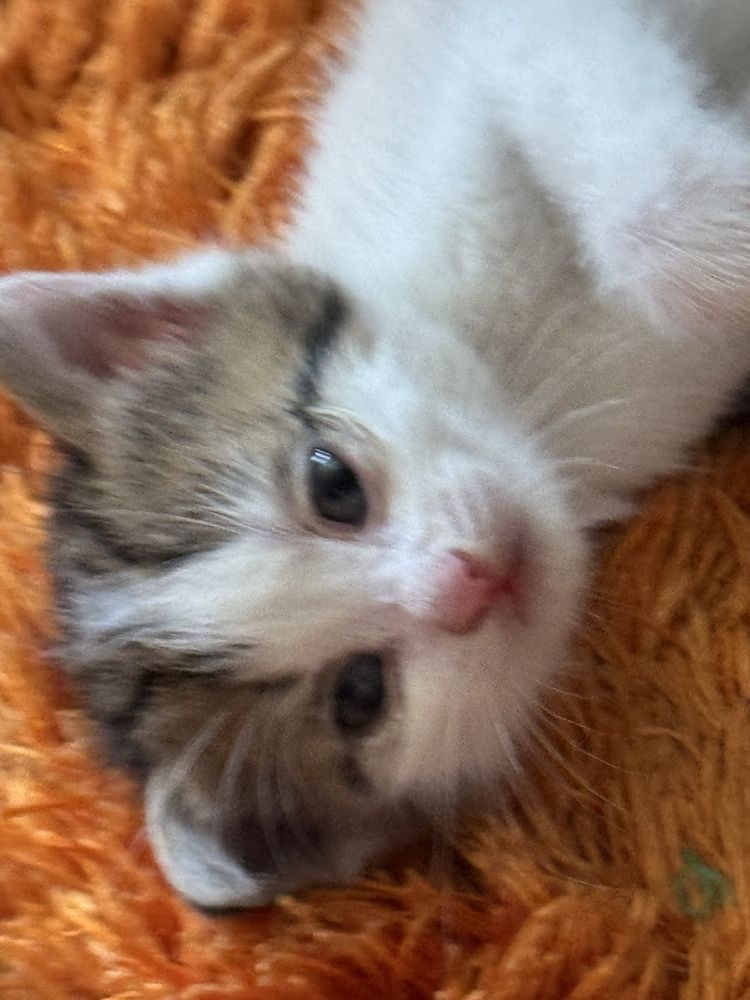 Продается Котенок