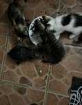 Котята бесплатно, в добрые руки
