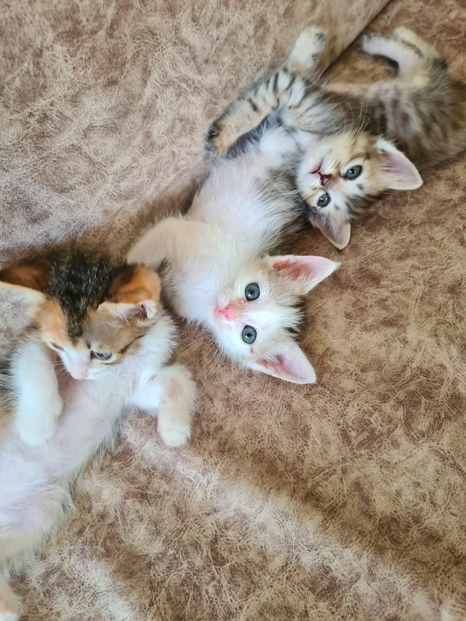 Котики  — антистресс в мягкой упаковке! Забирайте счастье!
