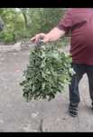 Веники для бани продам