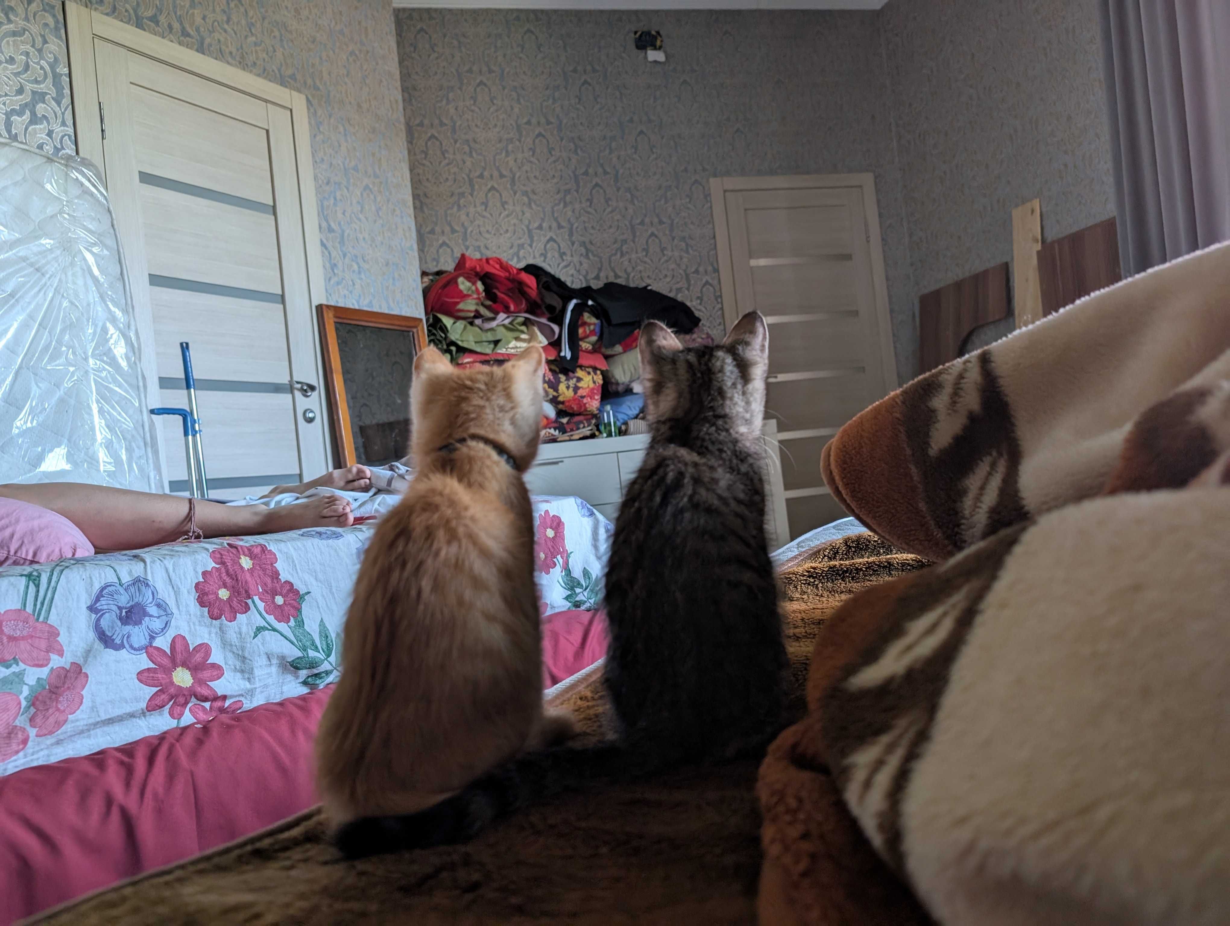 Кошечка ищет дом