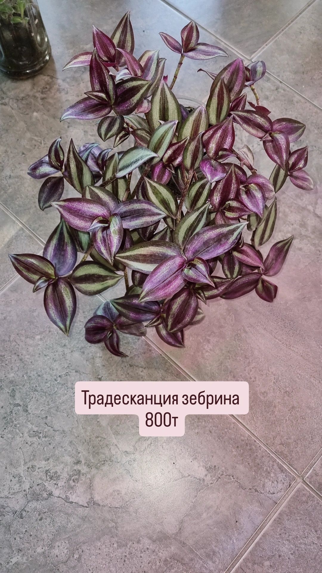 Цветы от 500 до 3500тг. Хойя карноза, Хойя кентиана Пеперомия.Цветы