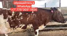 Продам корова телёнок дойная