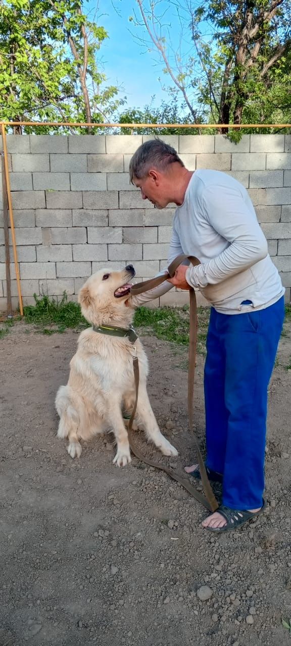 Пристраиваю собаку помесь алабая и лабрадора