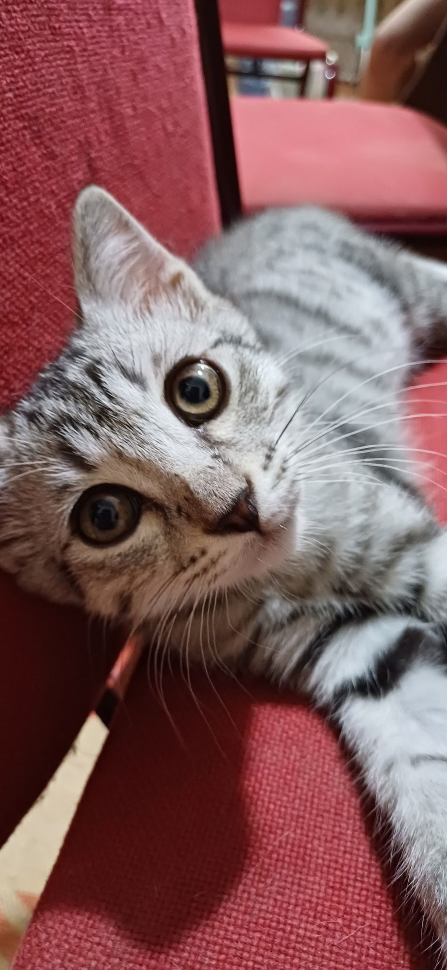Кошечка красивая