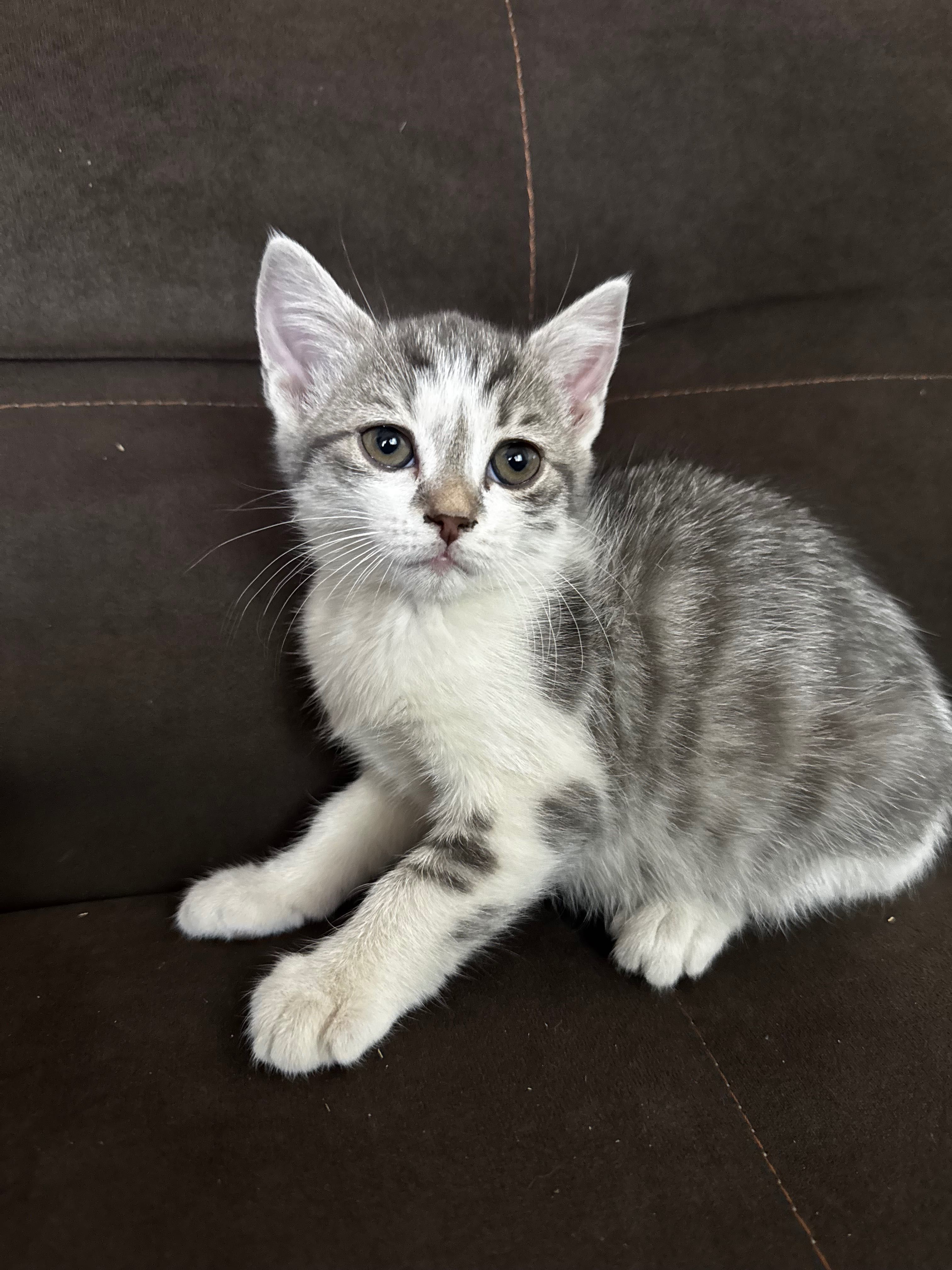 Котята ищут любящую семью