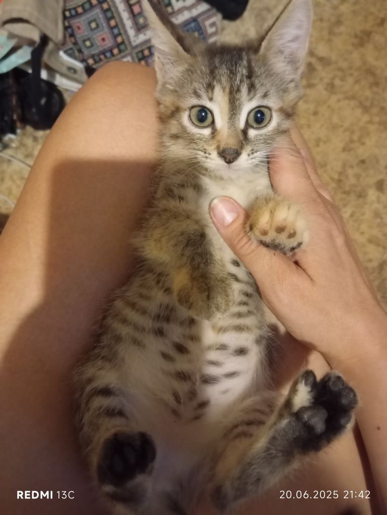 Котёнок с приданым и доставкой