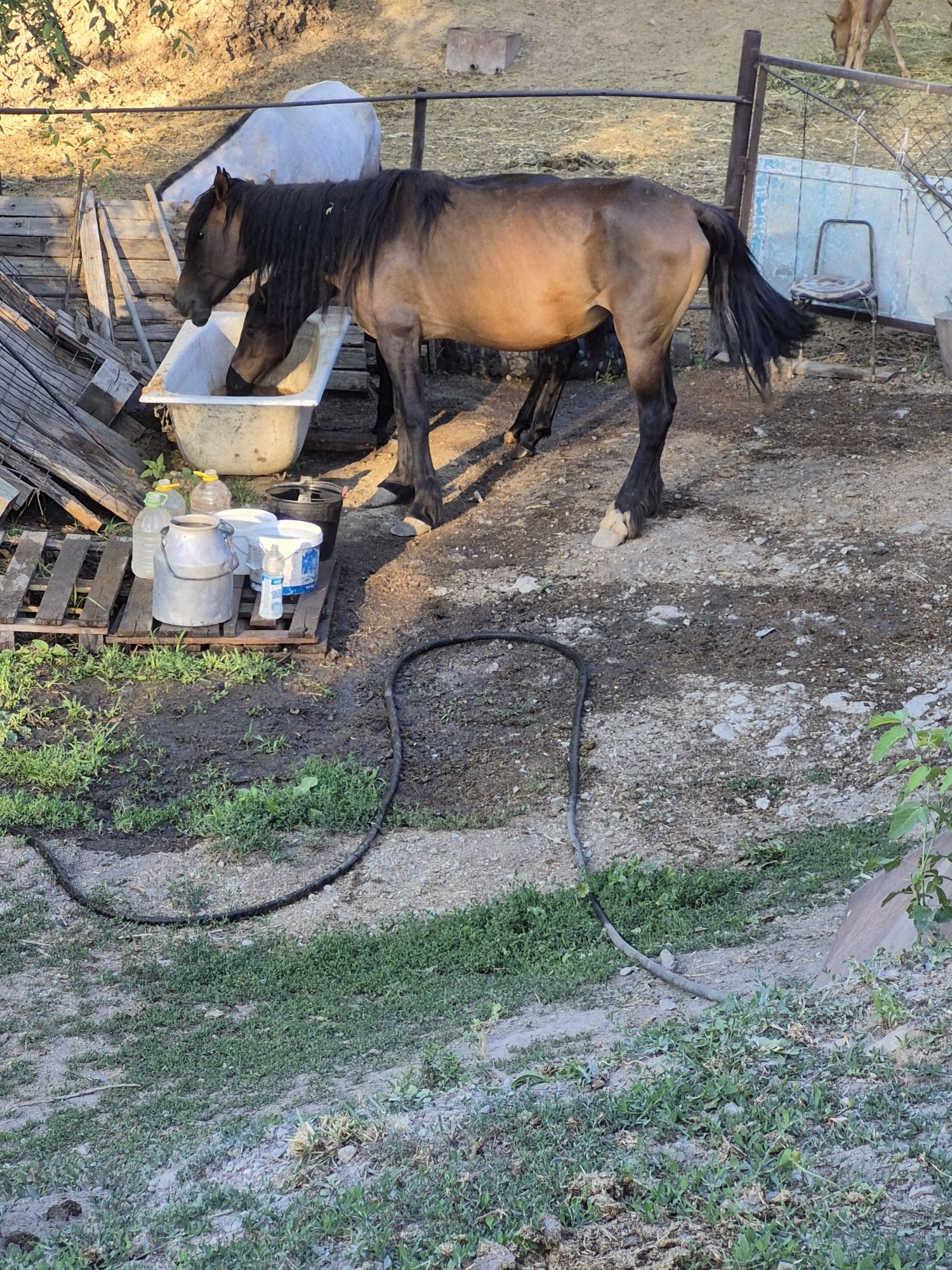Кысыр бие,жас бие,