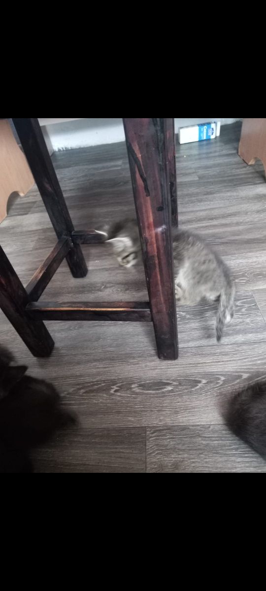 Отдам котят в хорошие руки