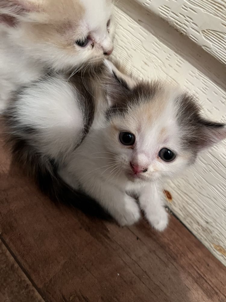 Отдам котят в добрые руки