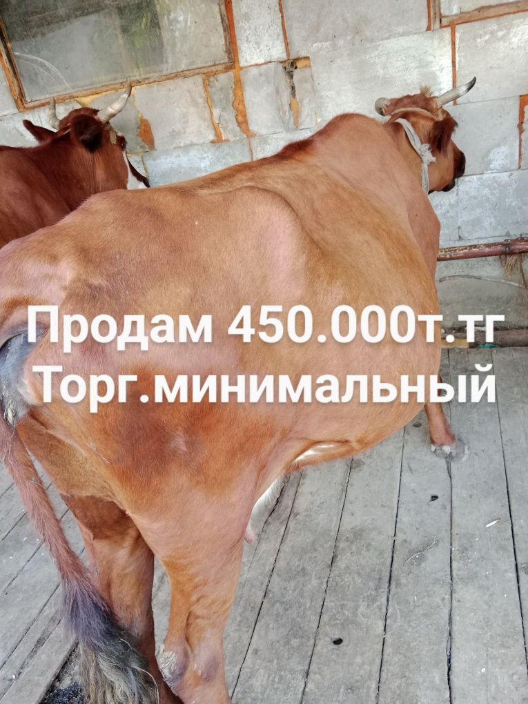 Срочно продам коров