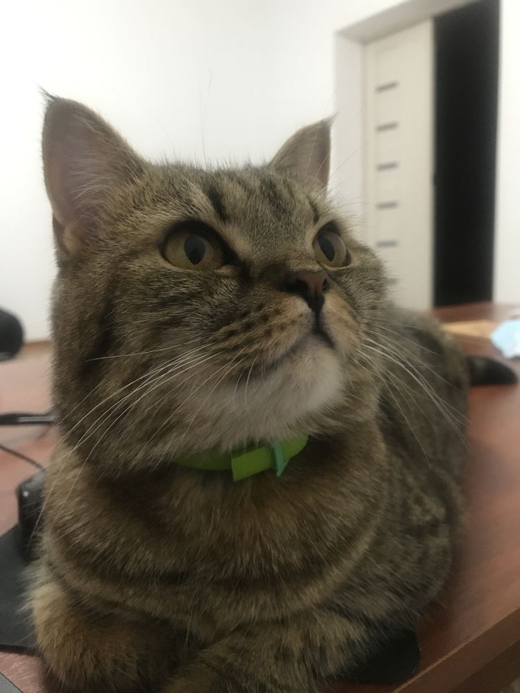 Скоттиш страйт в добрые руки
