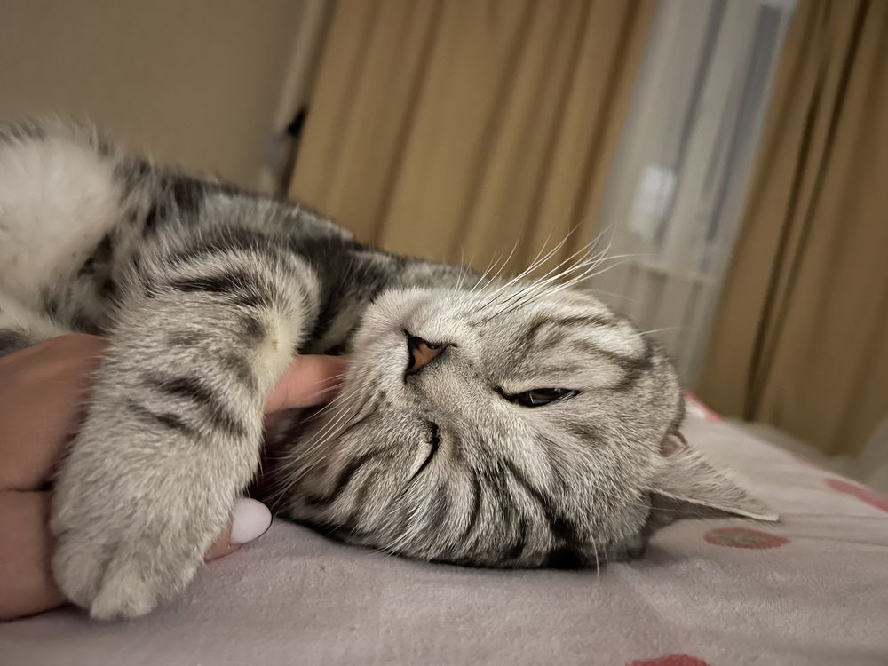 Вязка! Вязка кота! Шотландец спаривание передержка