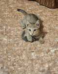 Котята#котята#котята
