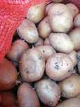 Продам семянной картофель