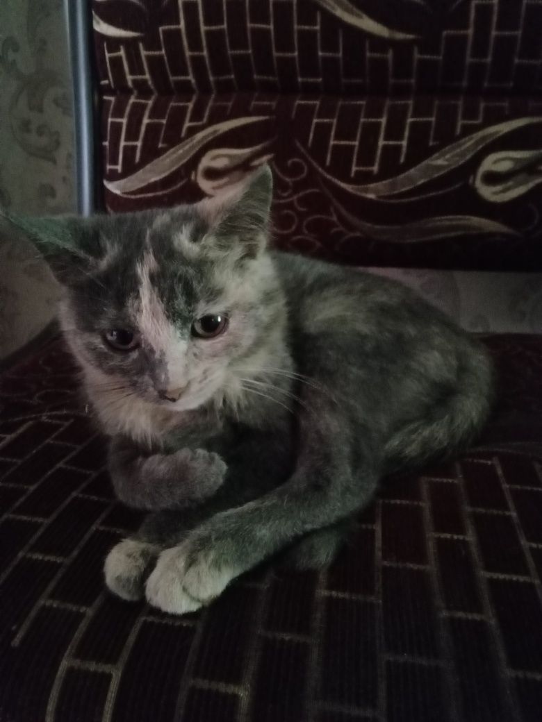 Отдам      котенка