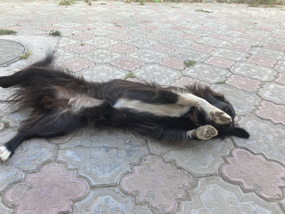 отдам собаку даром