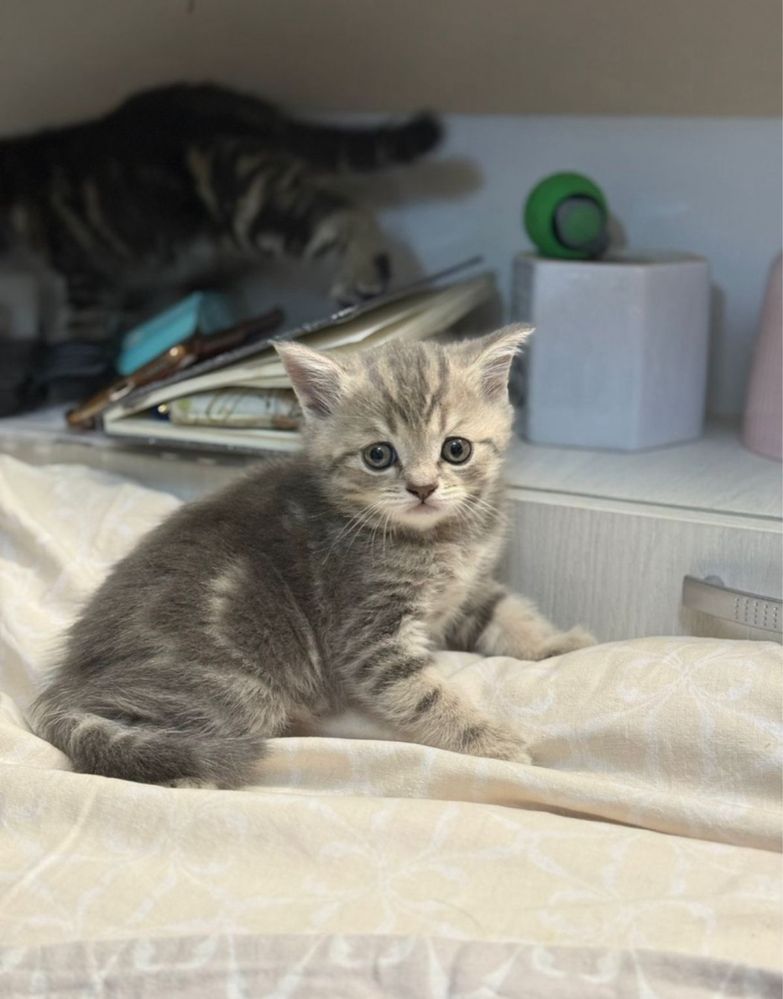 шотландские вислоухие и прямоухме котята