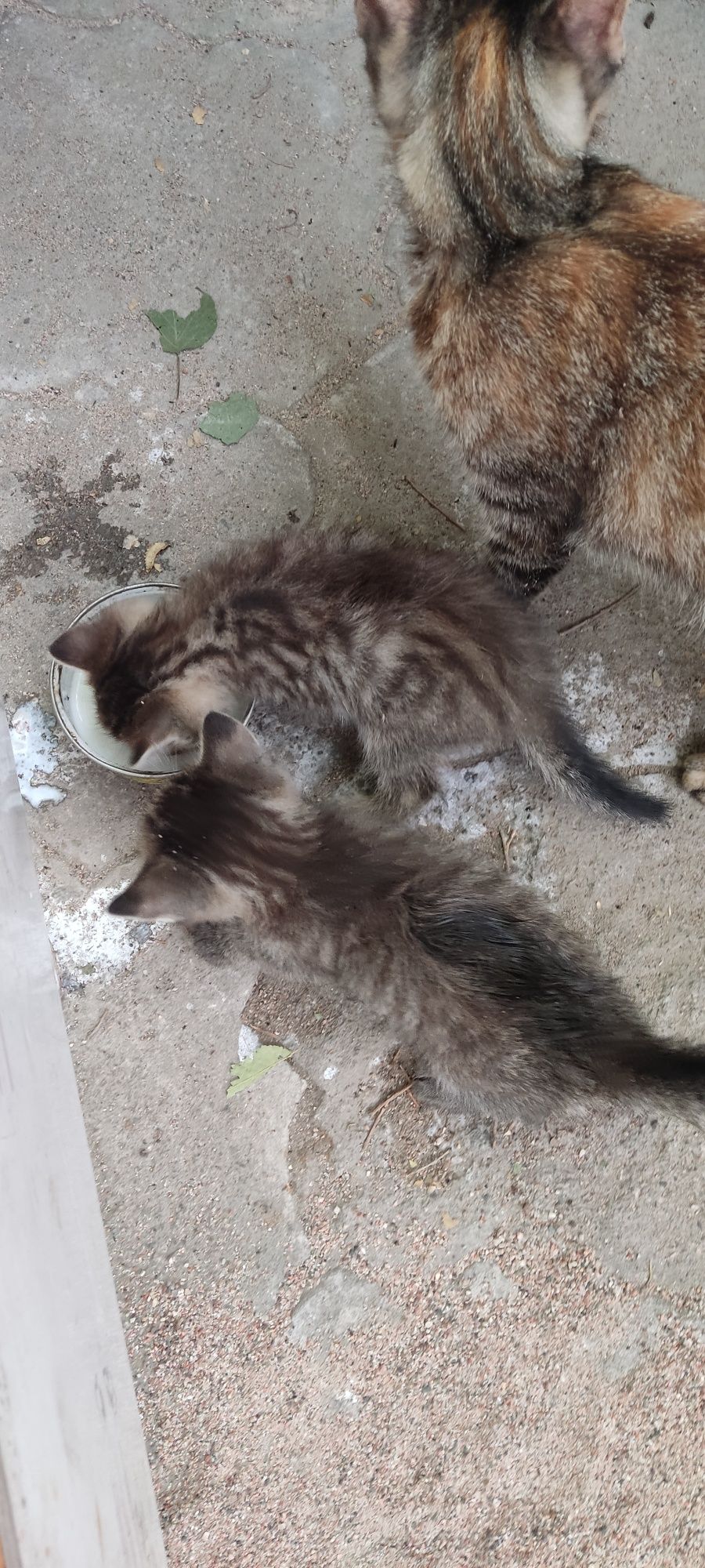 Отдам котят в добрые руки