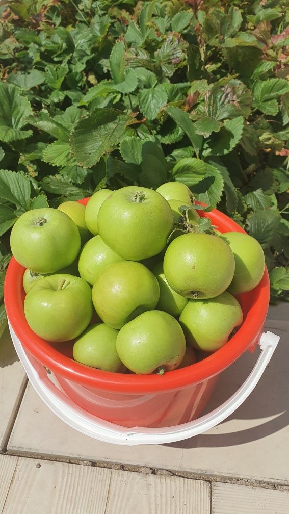 Продам яблоки зеленые свежие