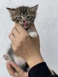 Отдам котят мальчики