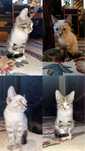 Красивые котята мальчики