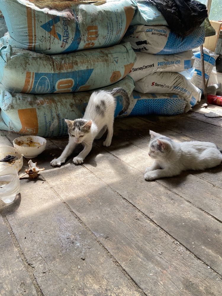 Котята в добрые заботливые руки.