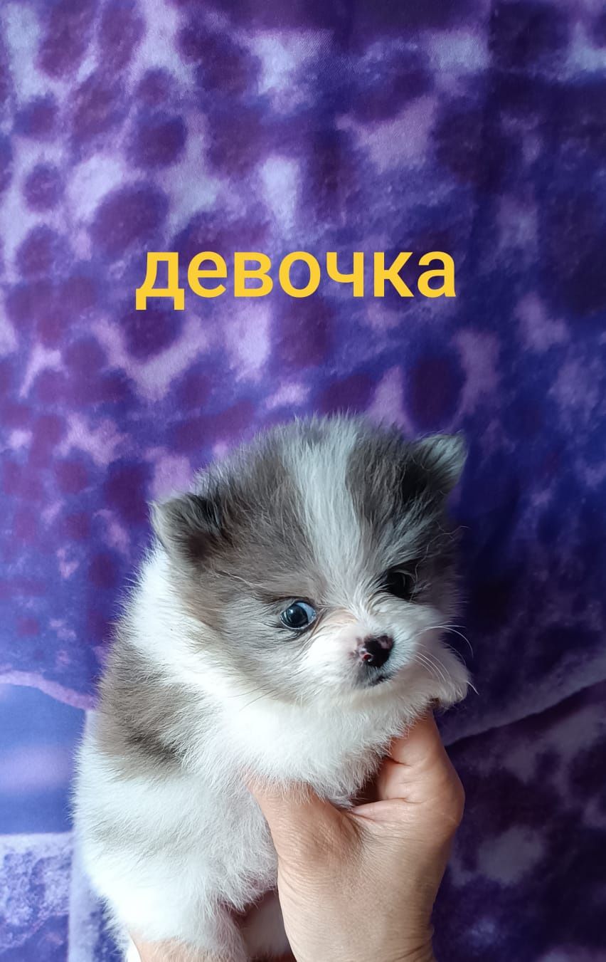 Большой выбор малышей Шпицов и Цвергшпиц