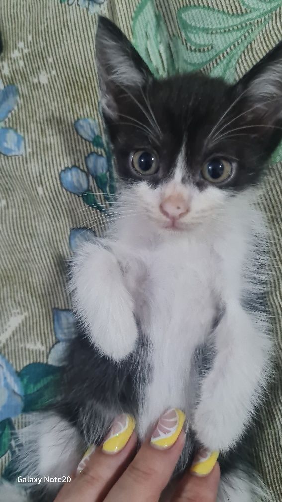Отдам котят в добрые руки