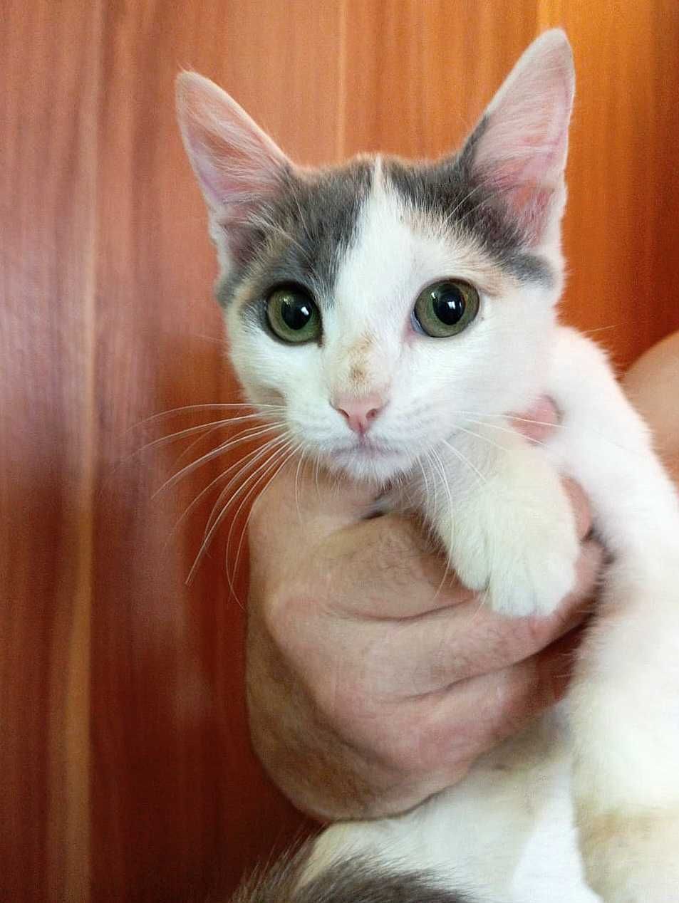 Котёнок Эльза ищет ответственных котородителей