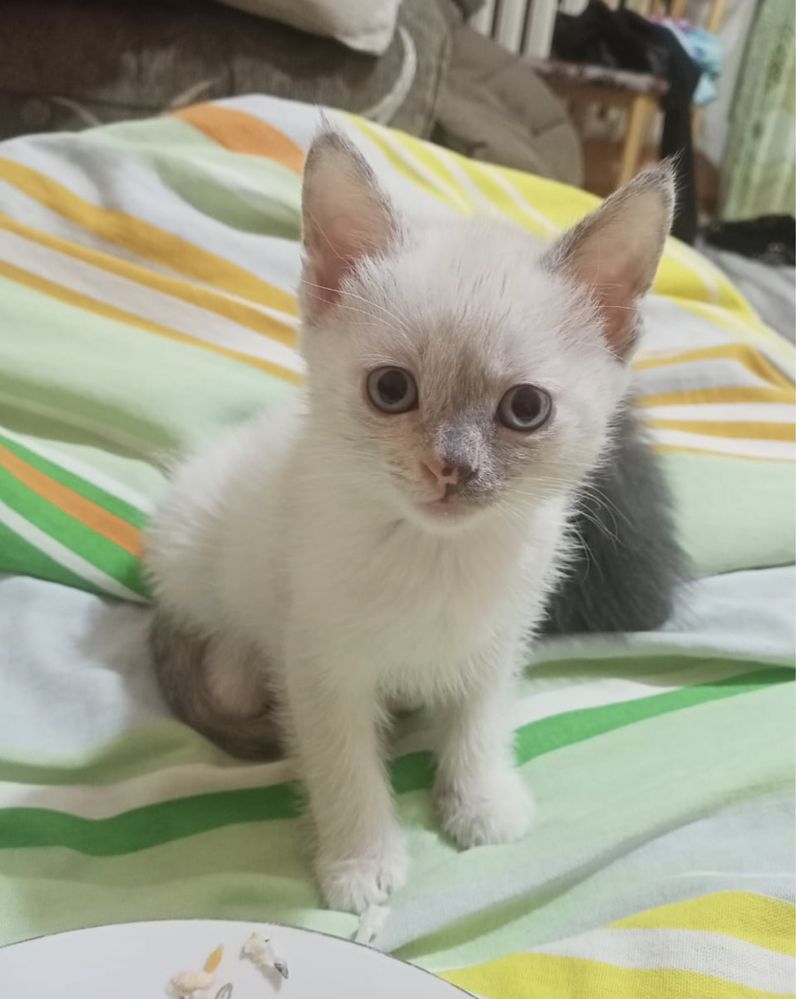 Белый котенок ищет дом!