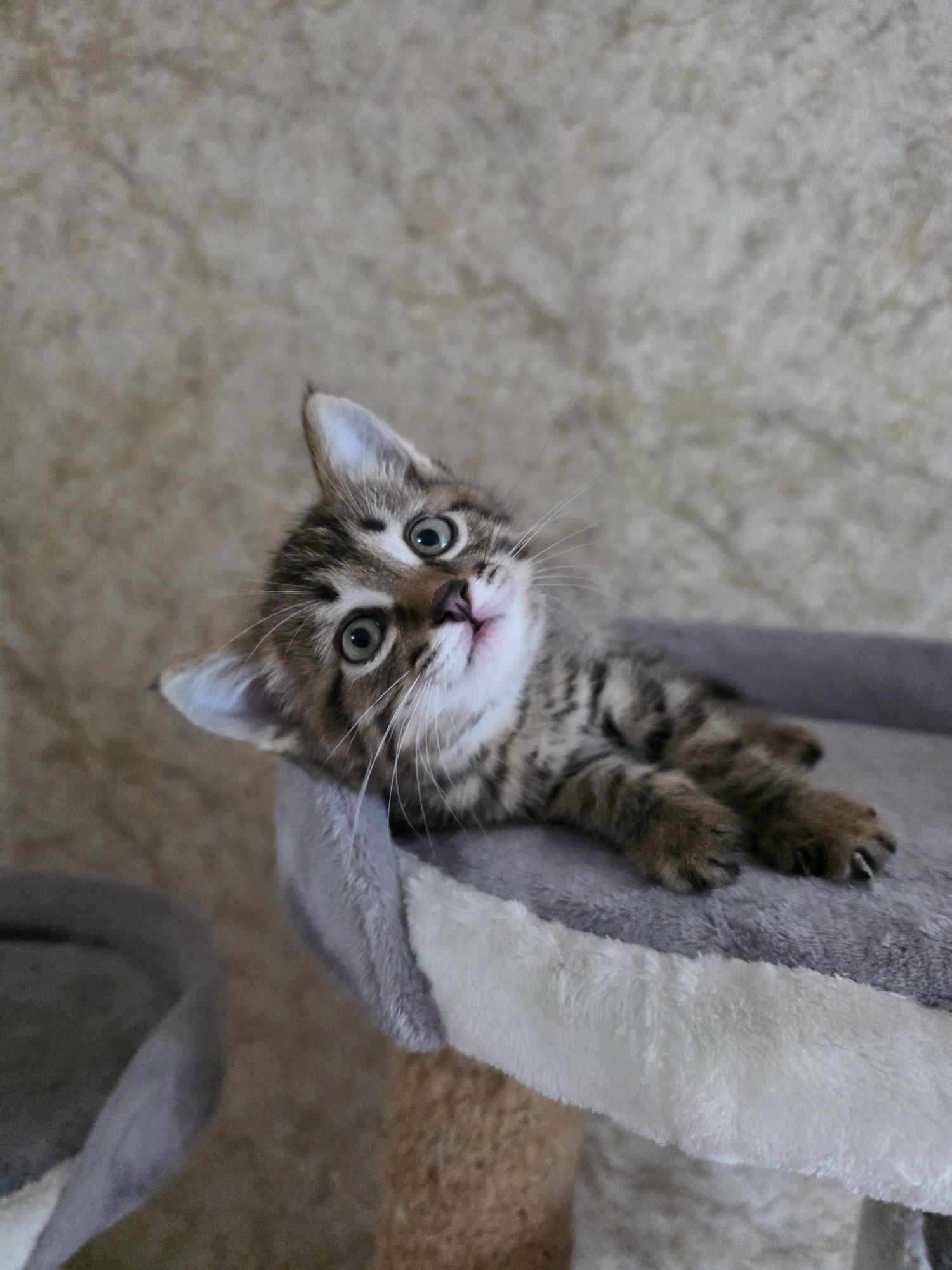 Полосатые котики ищут дом