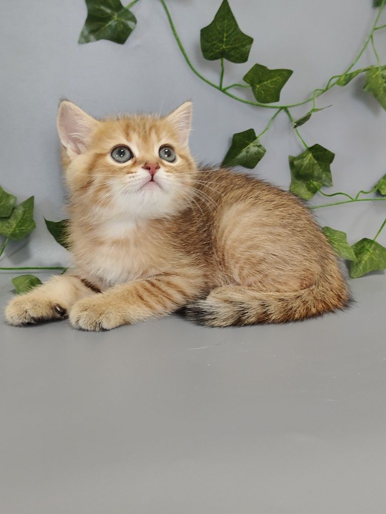 Котик Шиншилла ny11